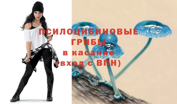 стаф Аркадак