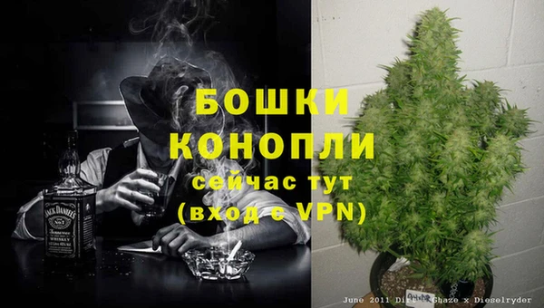 стаф Аркадак